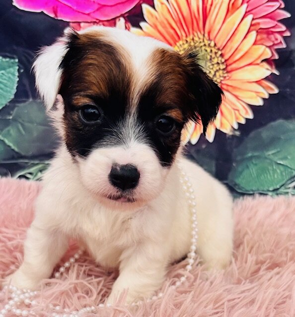 Jack Russell Terriers image 2