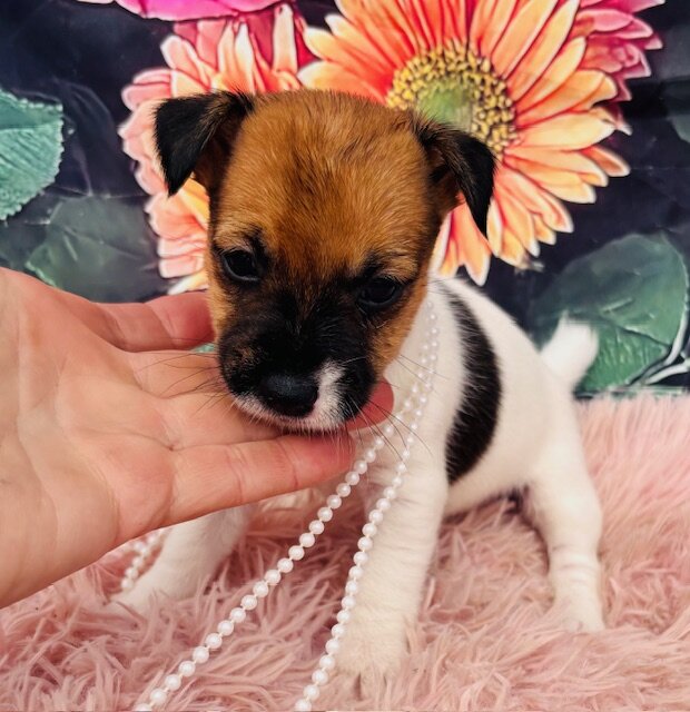 Jack Russell Terriers image 6