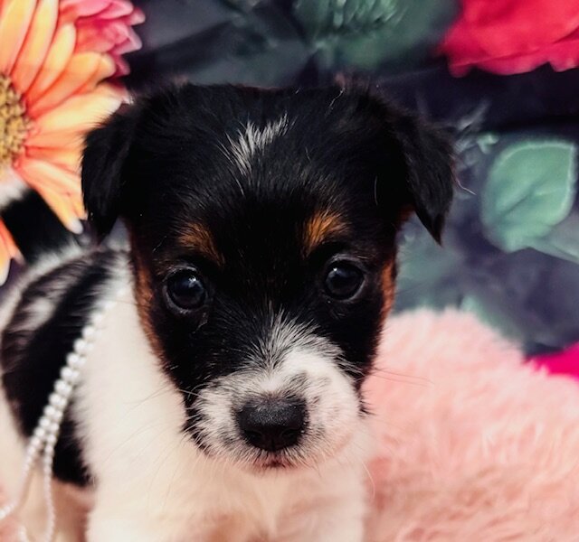 Jack Russell Terriers image 1
