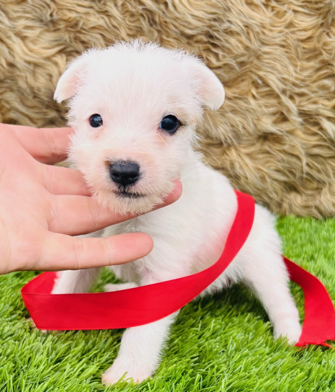 Jack Russell Terriers image 3