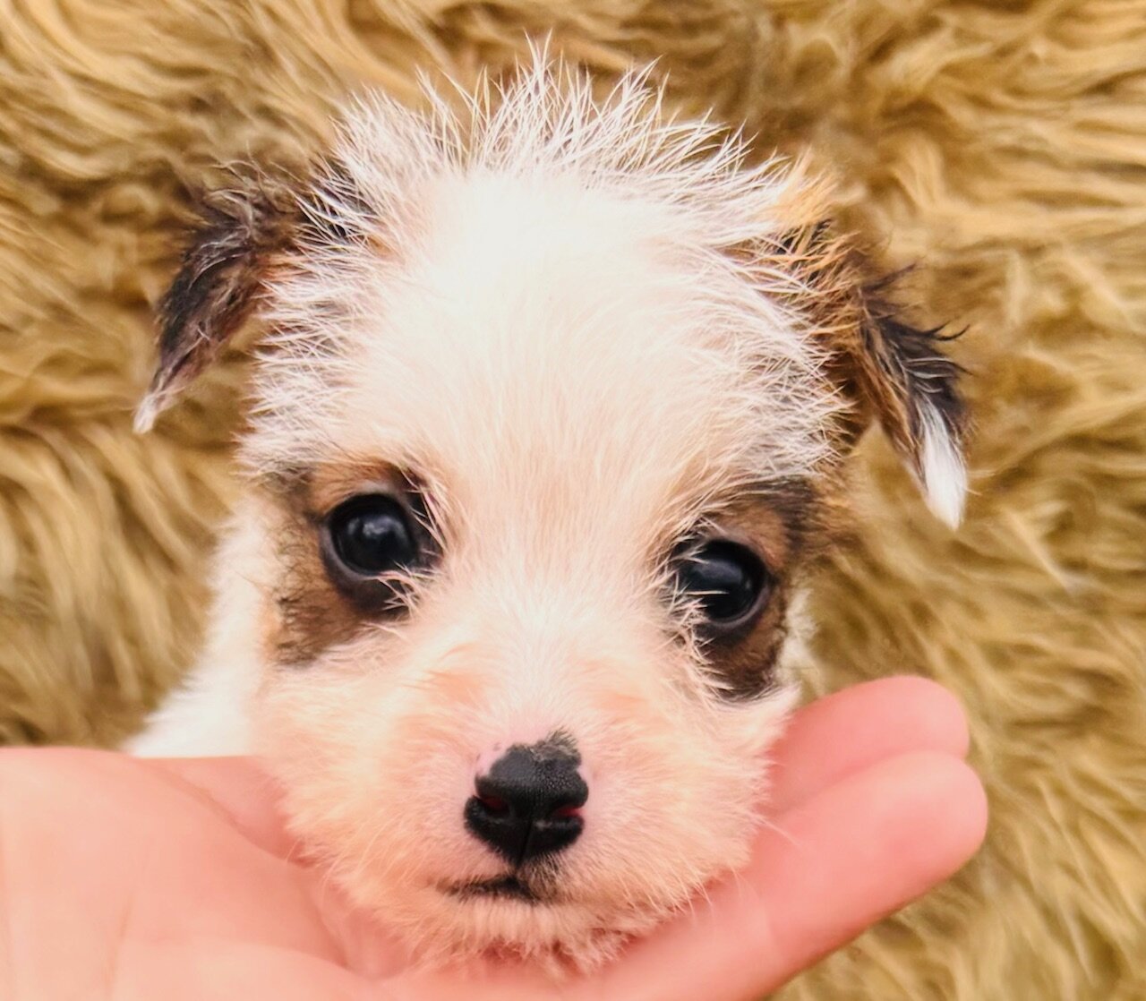 Jack Russell Terriers image 4