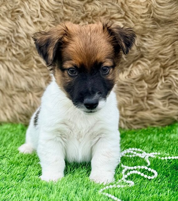 Jack Russell Terriers image 7