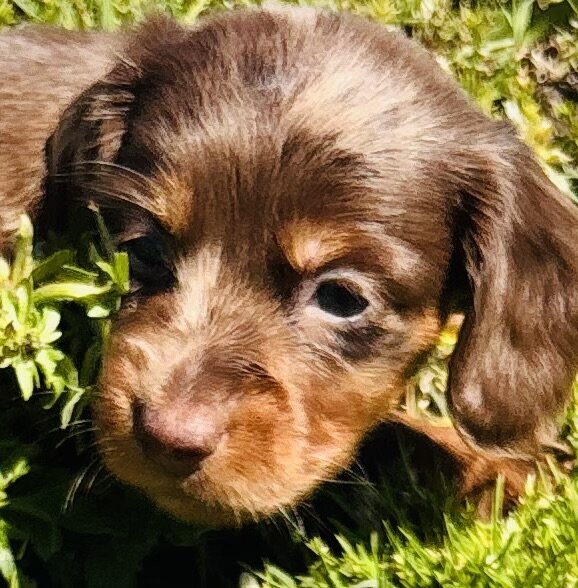 Miniature Dachshunds image 2