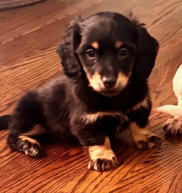 Miniature Dachshunds image 4