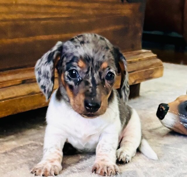Miniature Dachshunds image 1