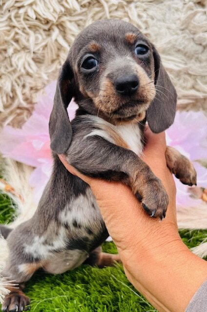 Miniature Dachshunds image 3