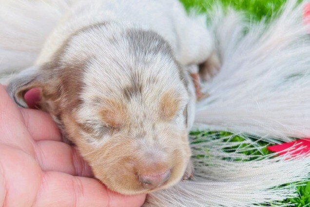 Miniature Dachshunds image 5