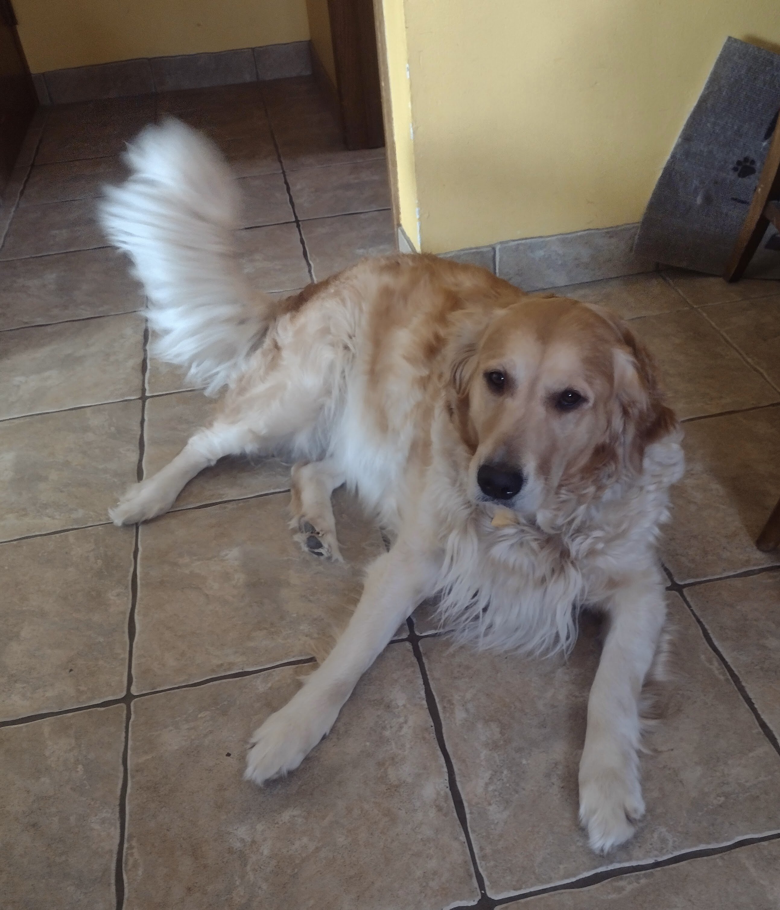 Looking for Male Golden for Stud Service image 2