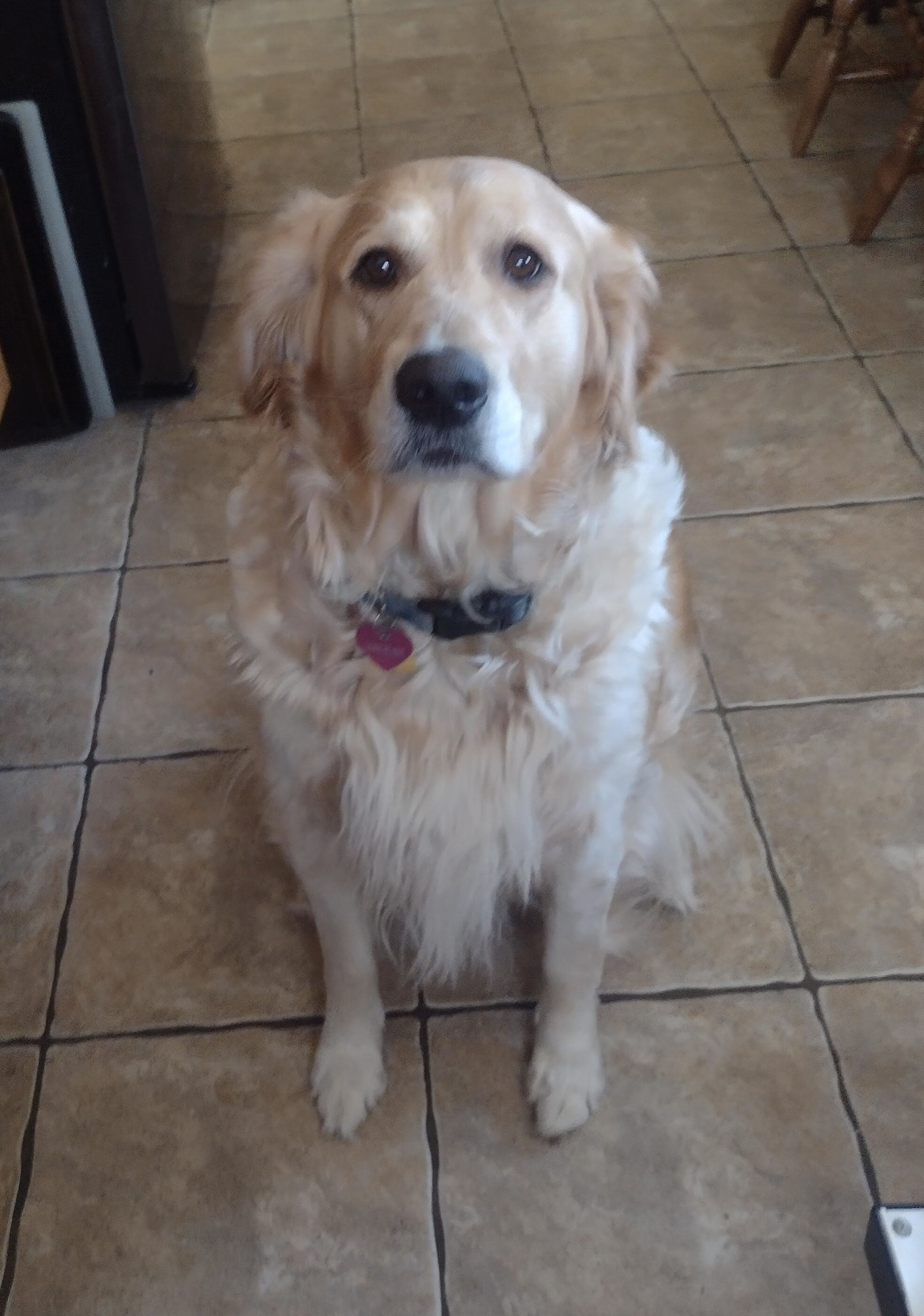 Looking for Male Golden for Stud Service image 1