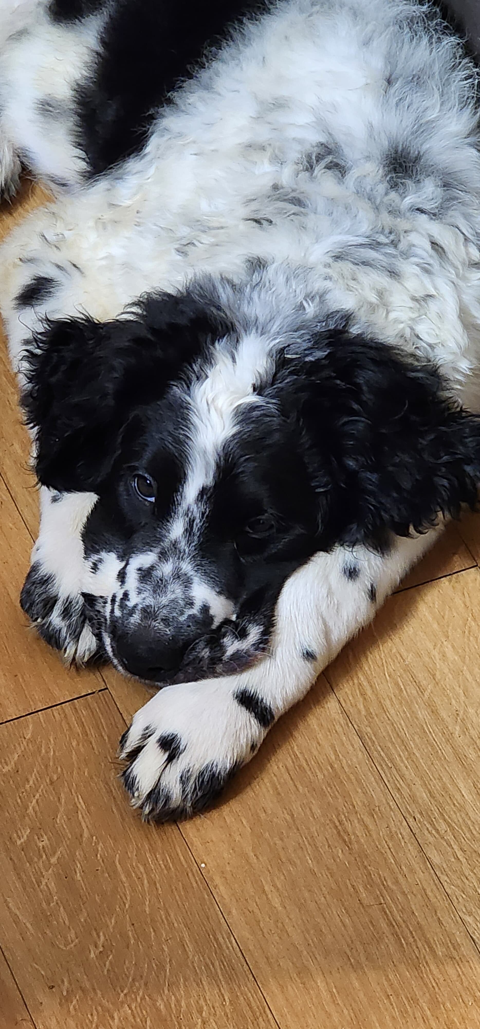 Newfidoodle Puppies 🐶 image 1
