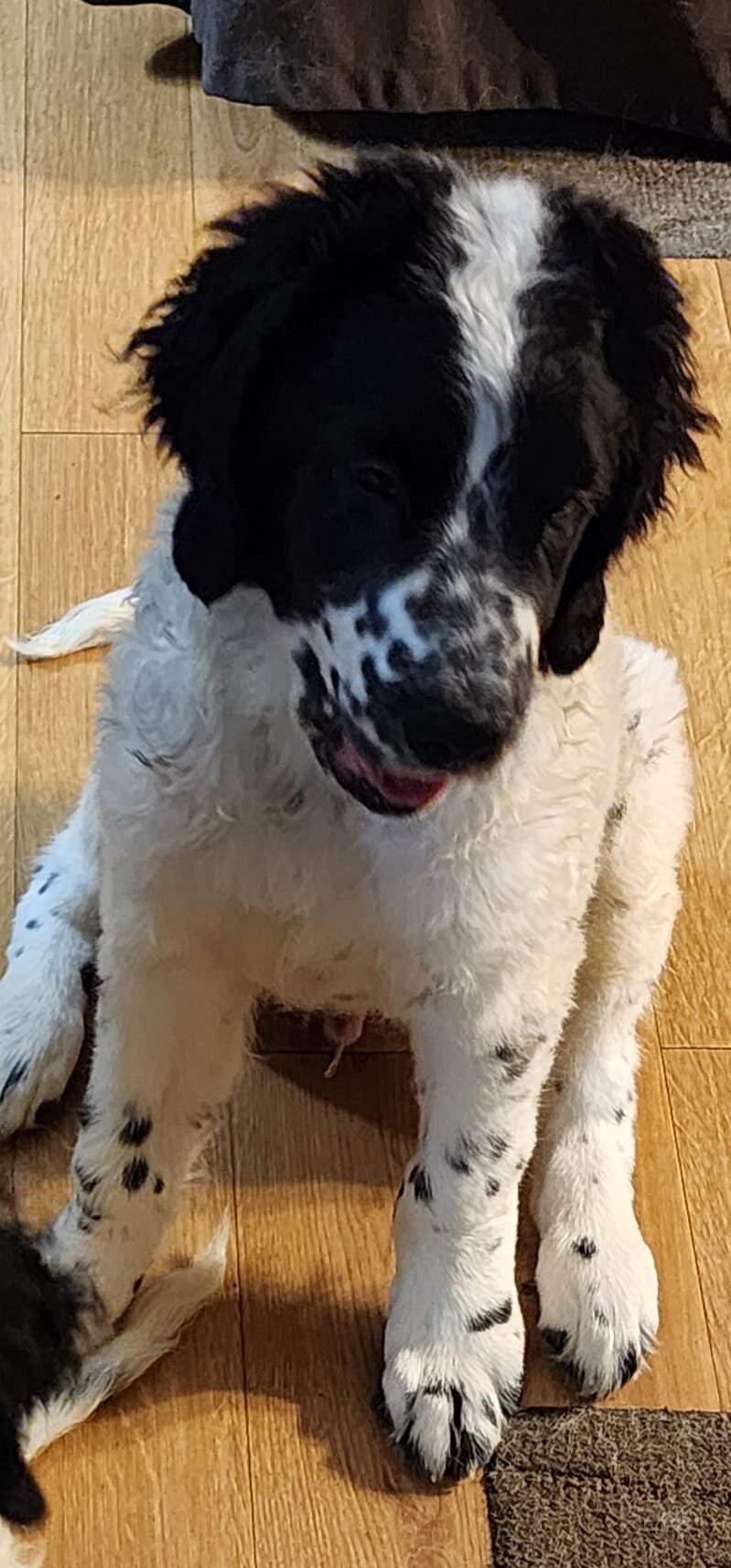 Newfidoodle Puppies 🐶 image 2