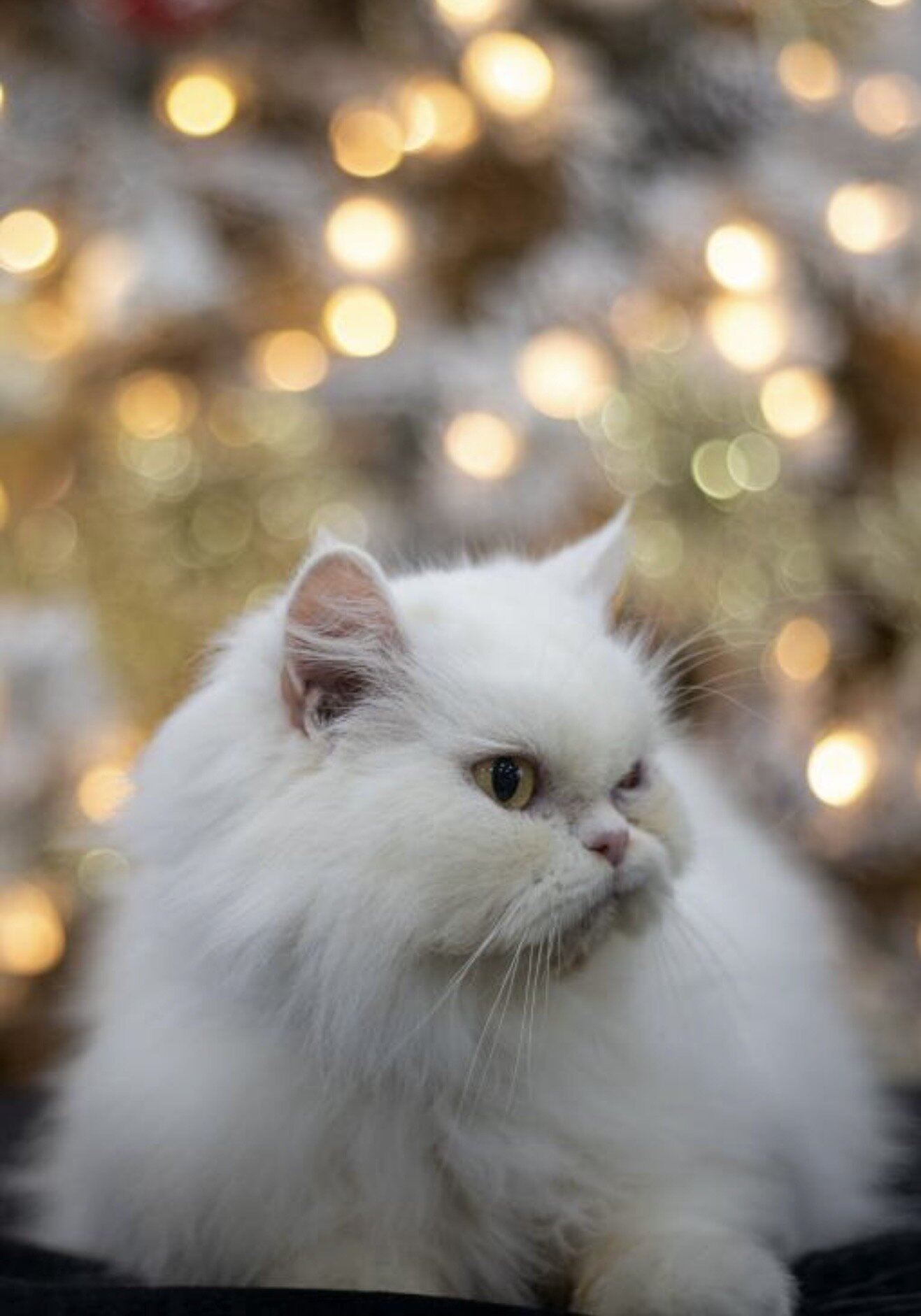 Cat image 1