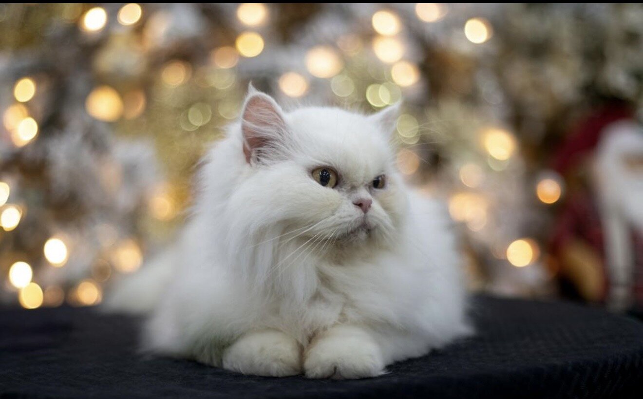 Cat image 2