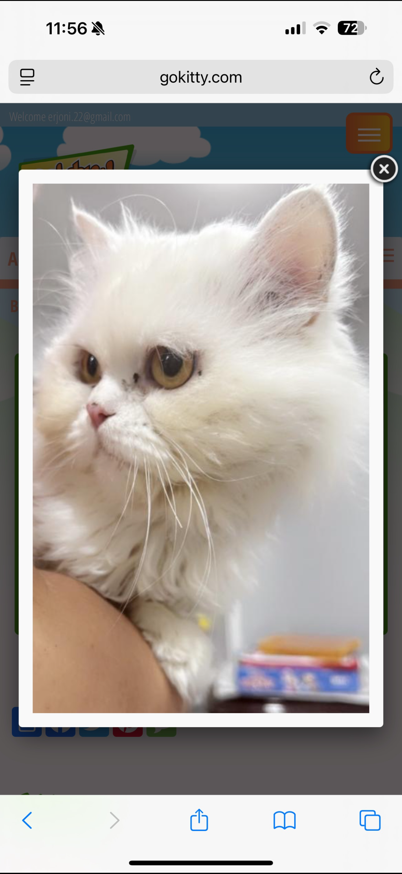 White persian cat male image 1