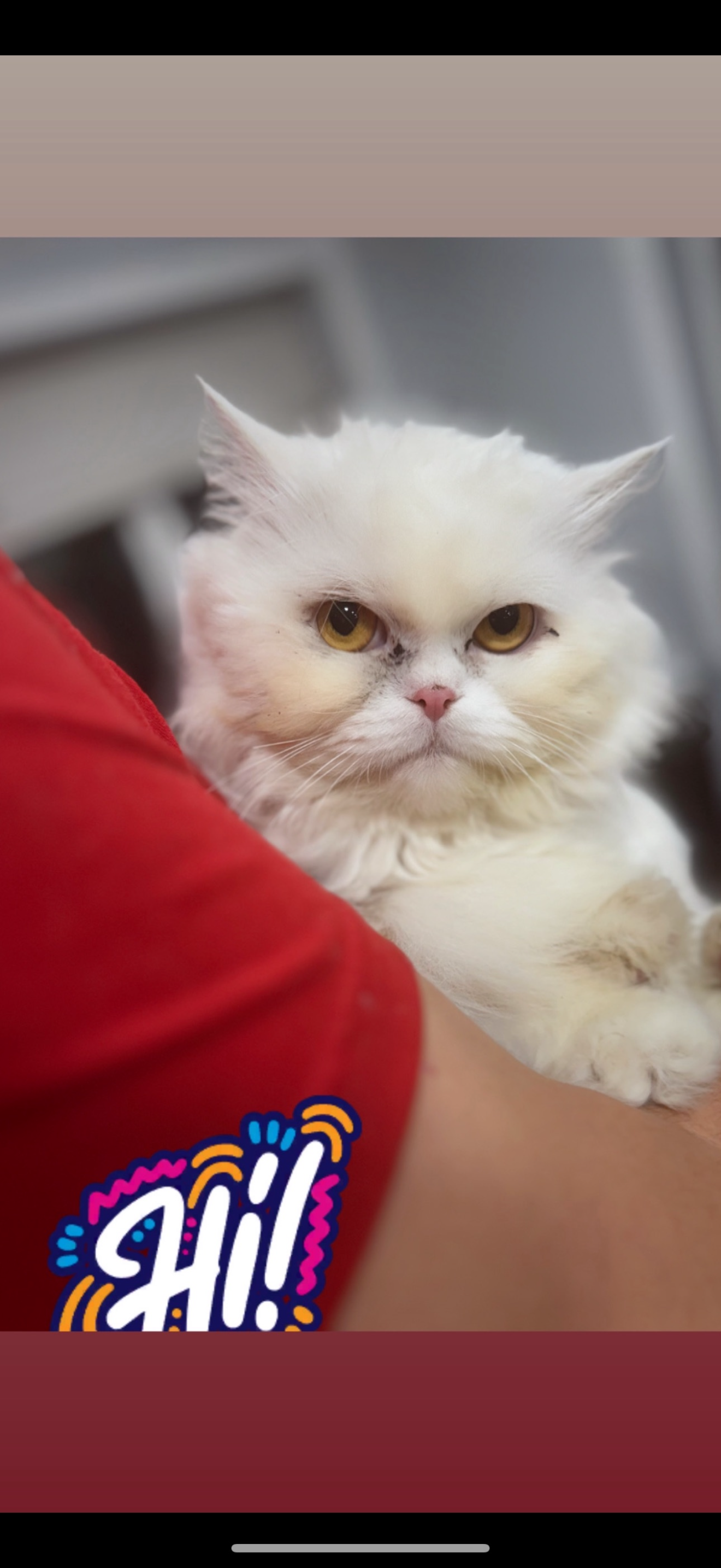 White persian cat male image 2