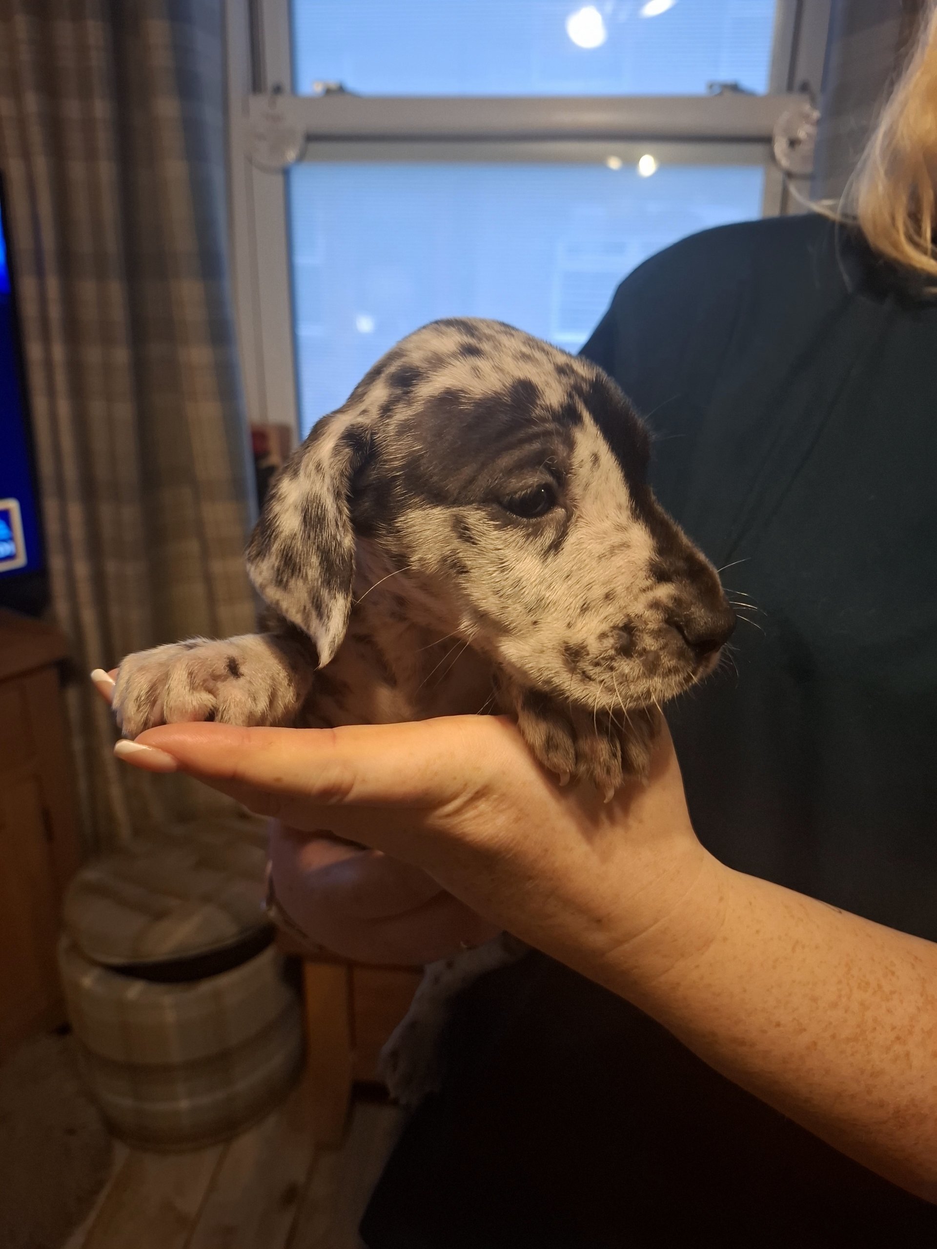 Great Dane Puppies available image 1