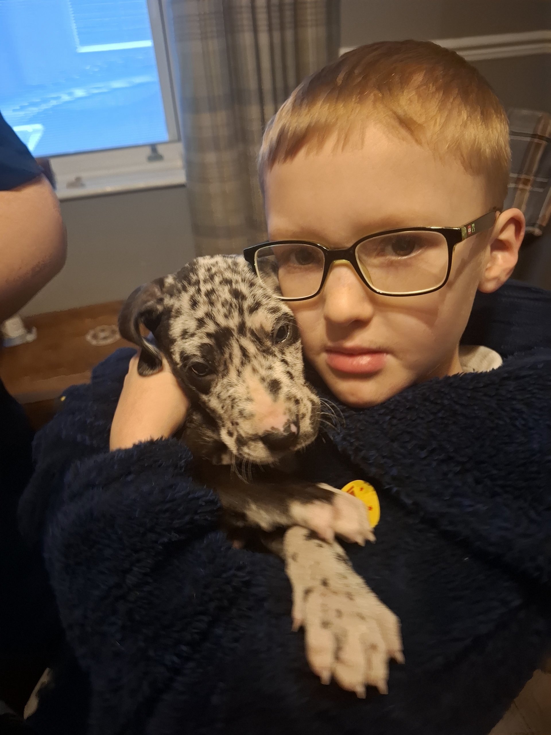 Great Dane Puppies available image 2