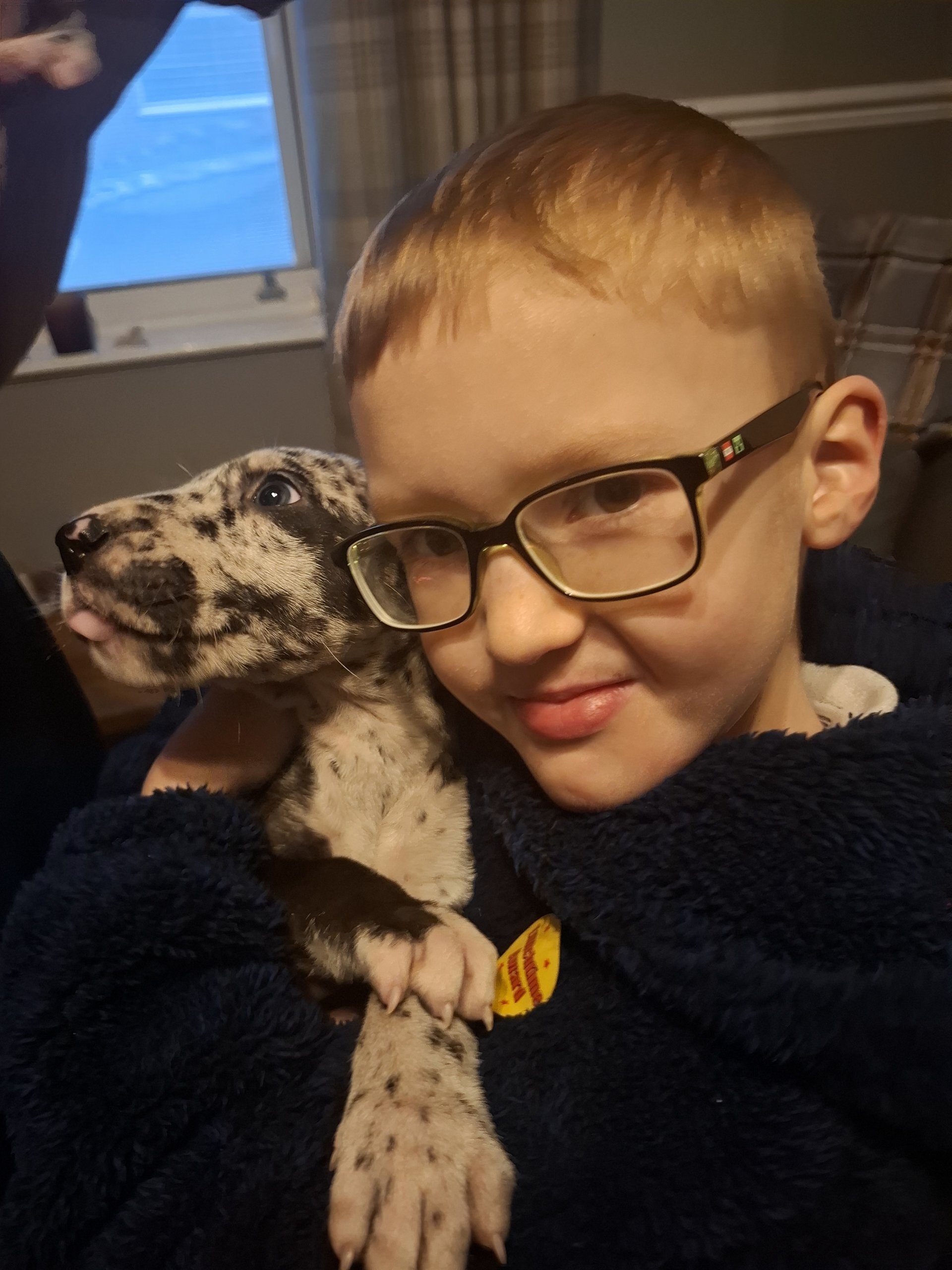 Great Dane Puppies available image 3