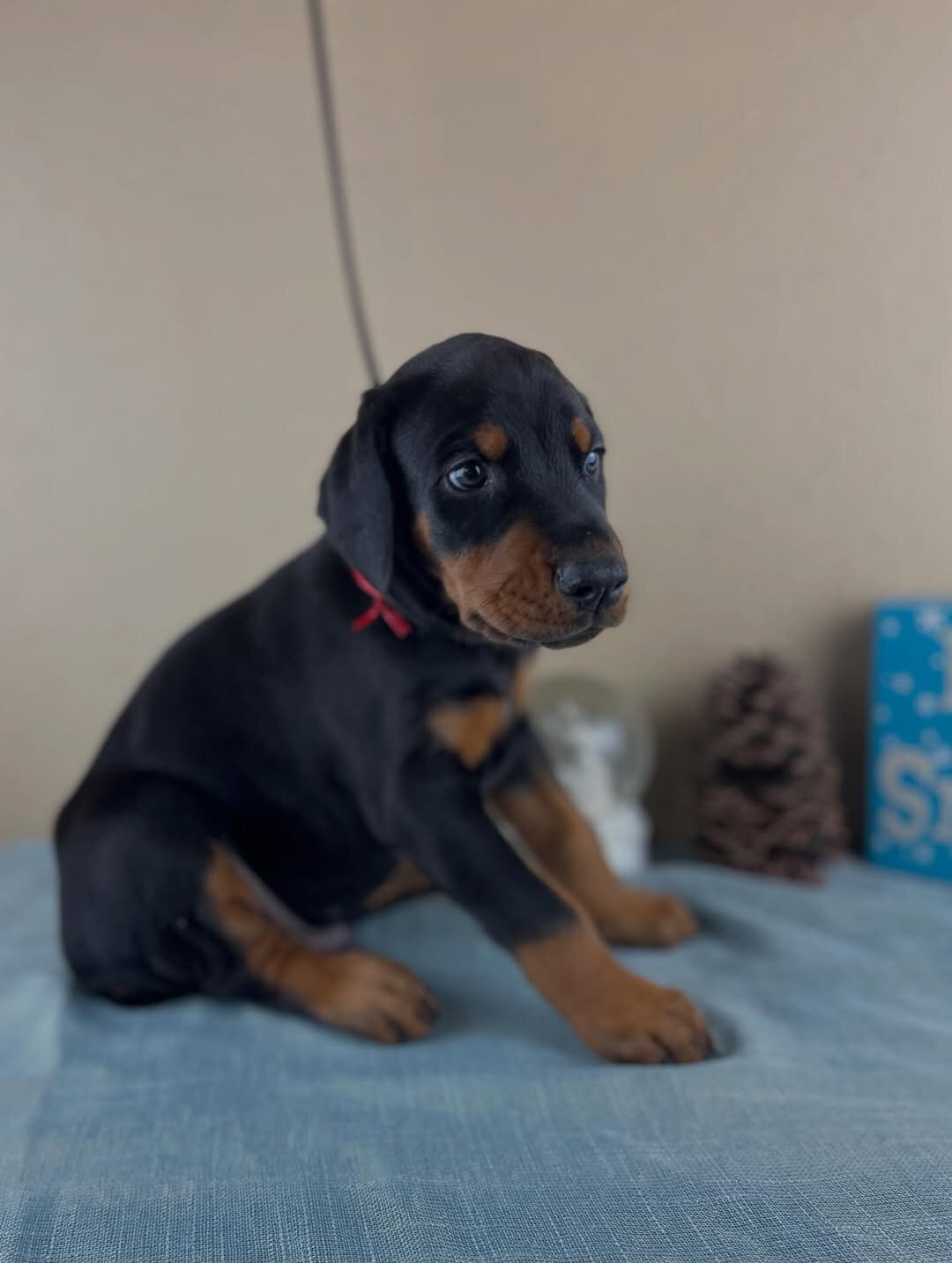 Doberman Pinscher puppies image 1