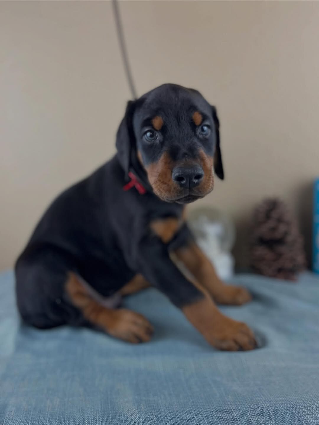 Doberman Pinscher puppies image 2