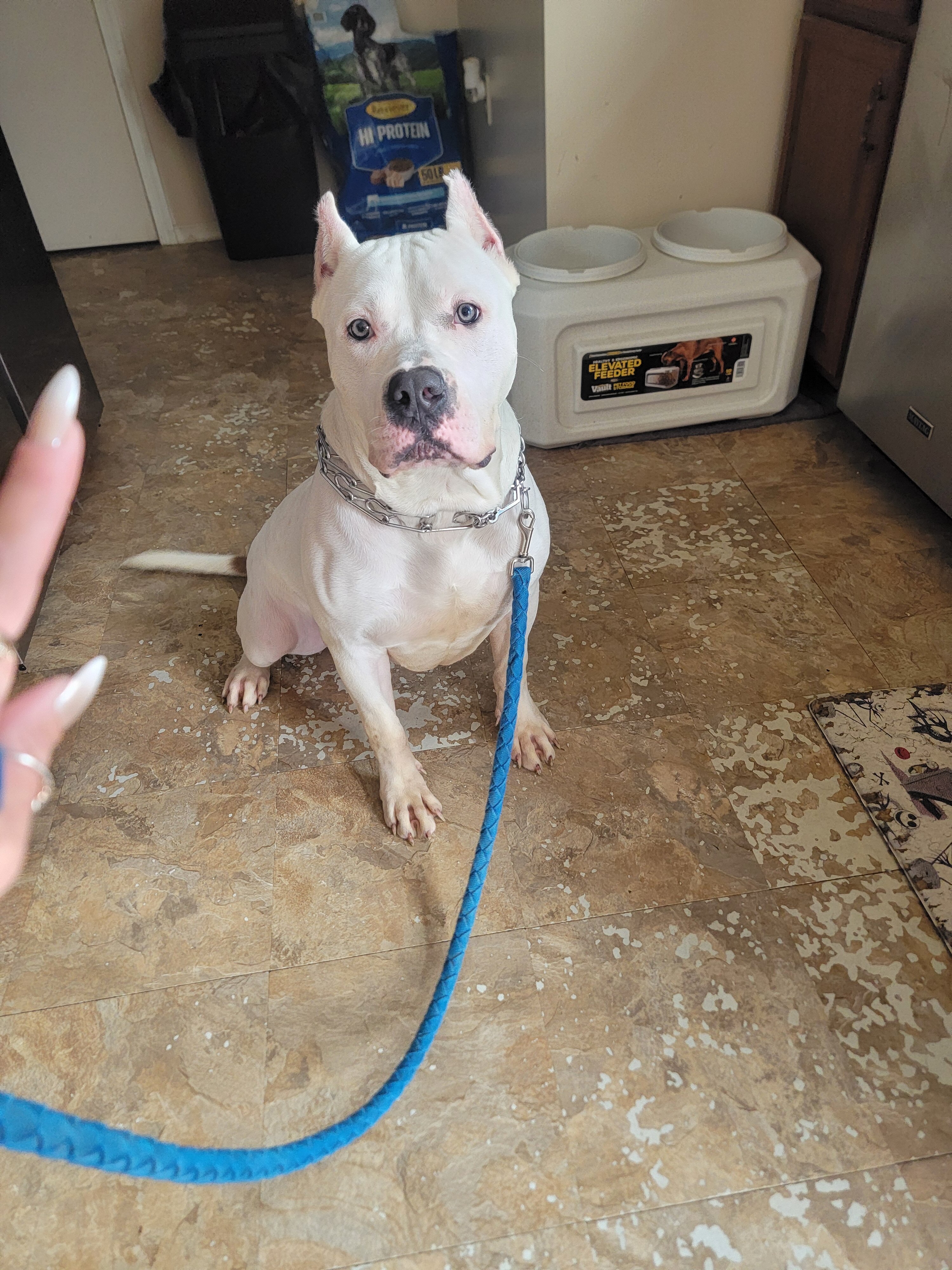 Female XL Bully image 5