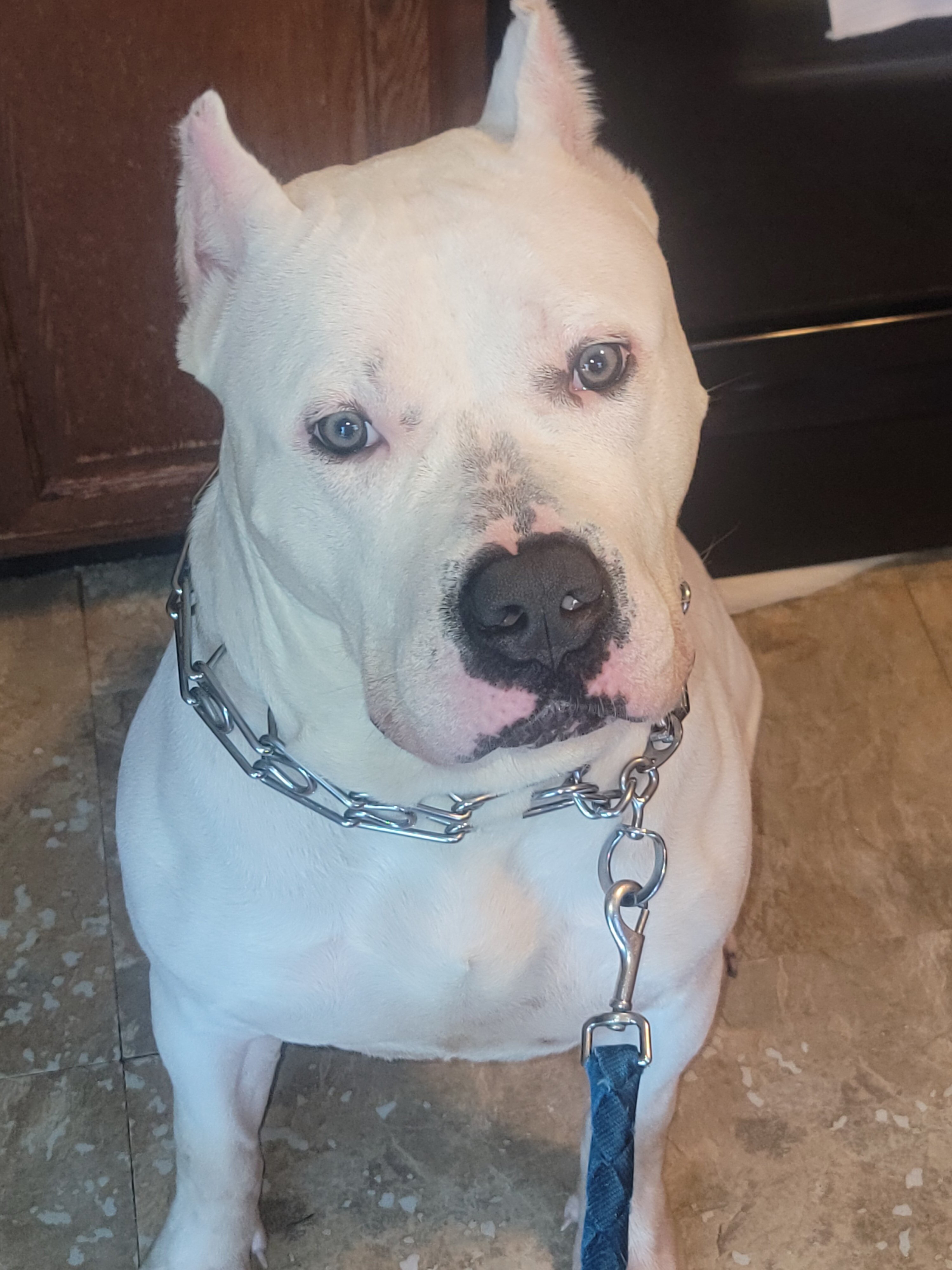 Female XL Bully image 3