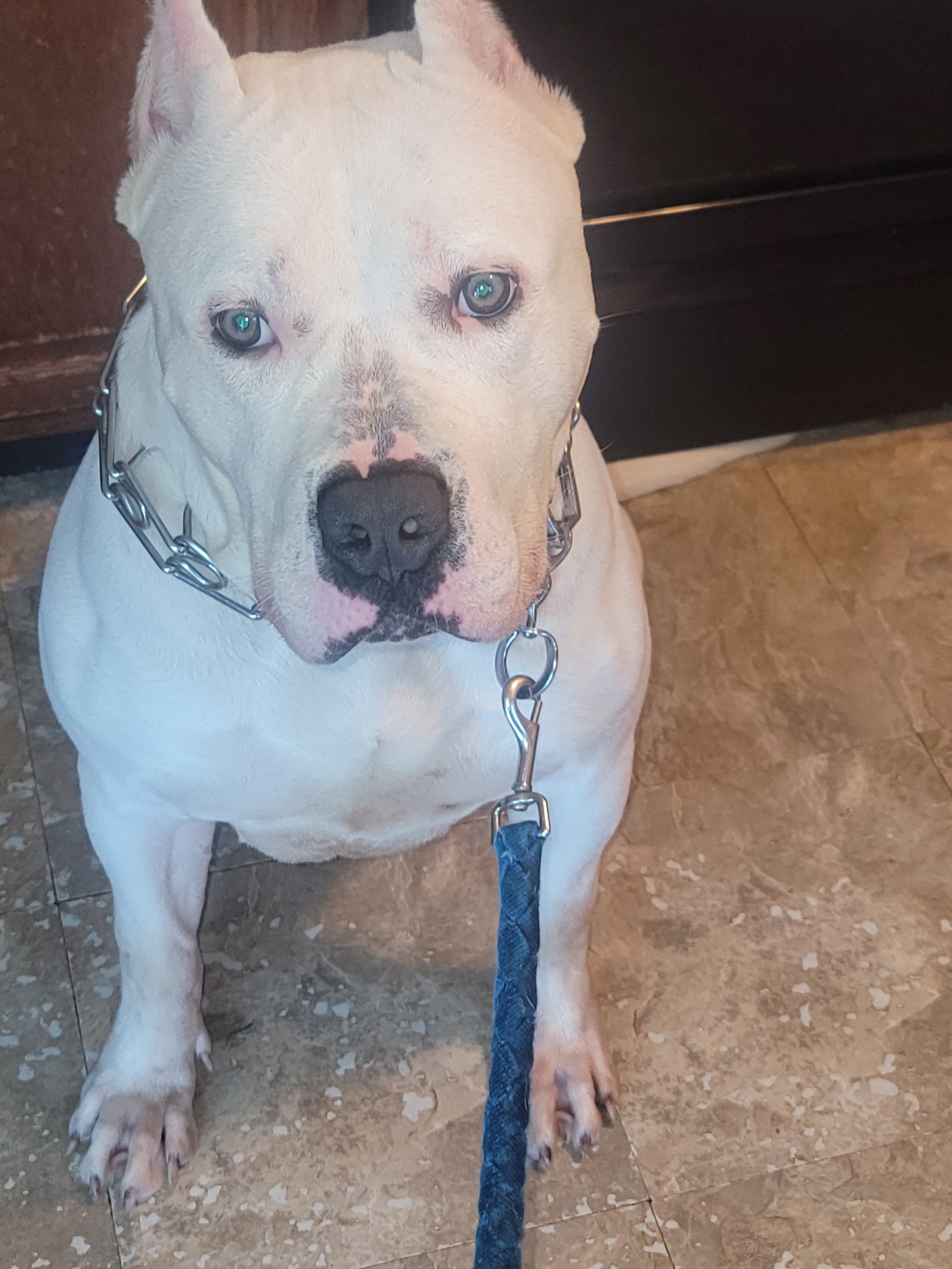 Female XL Bully image 2