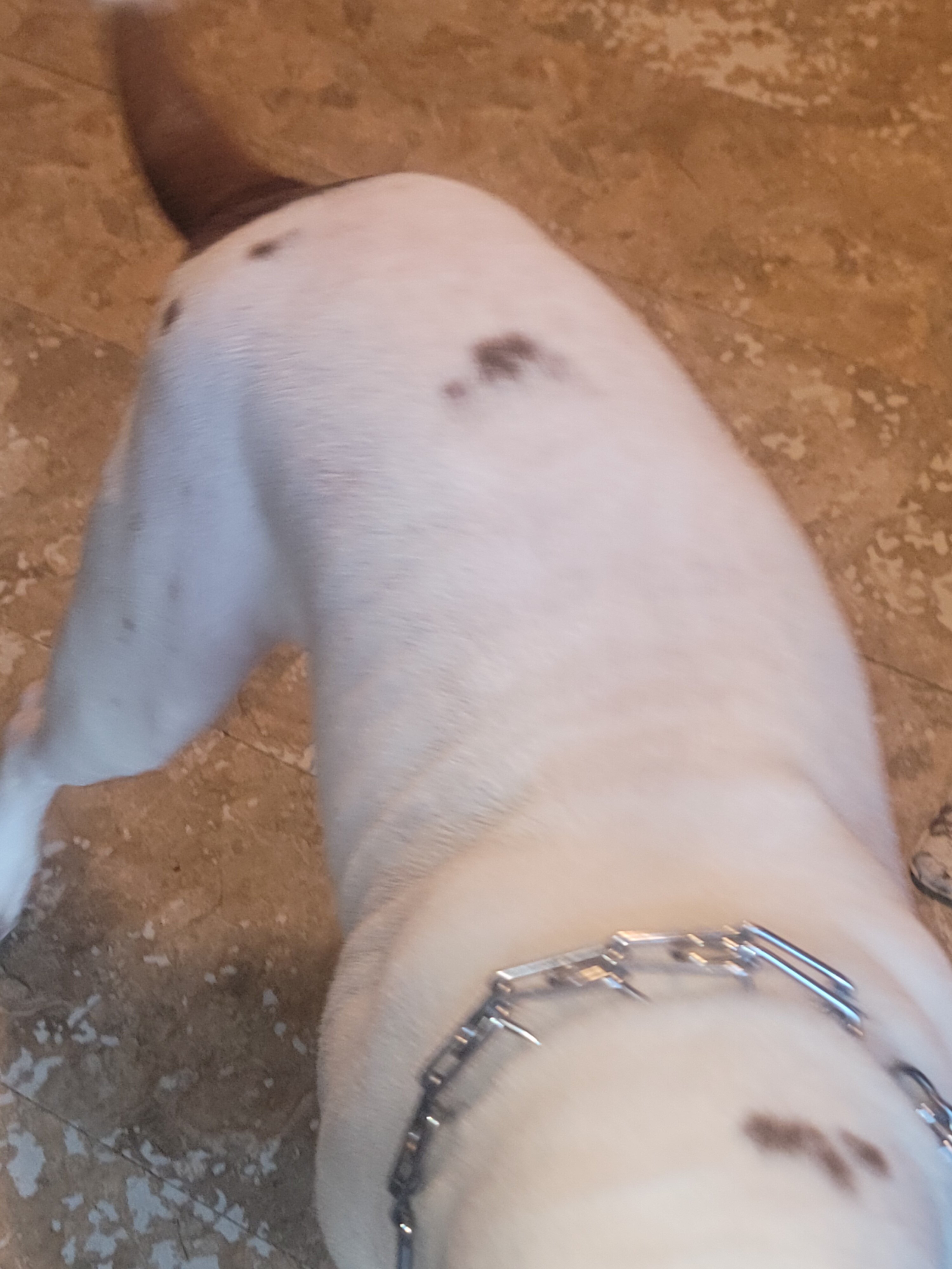 Female XL Bully image 4