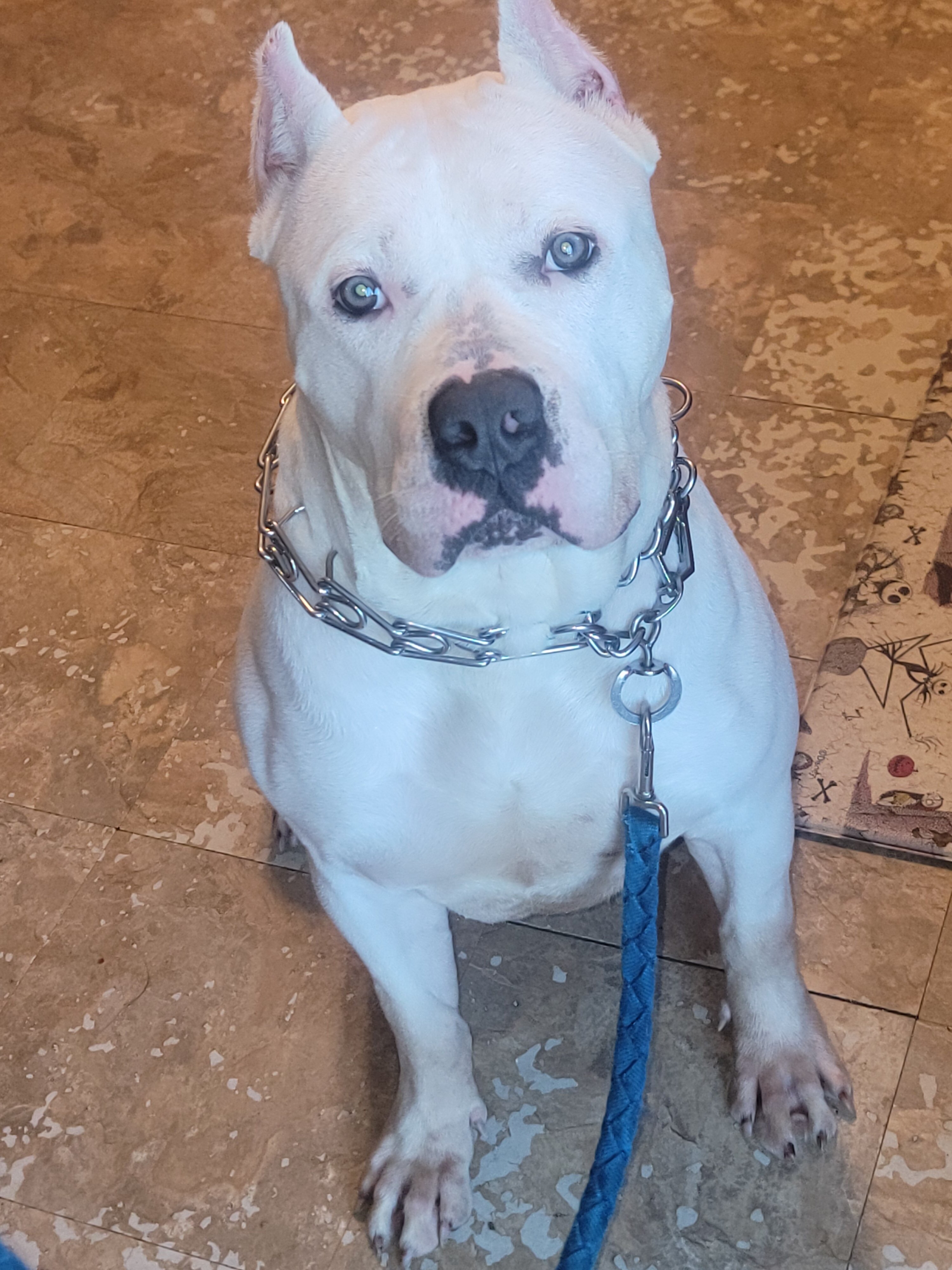 Female XL Bully image 1