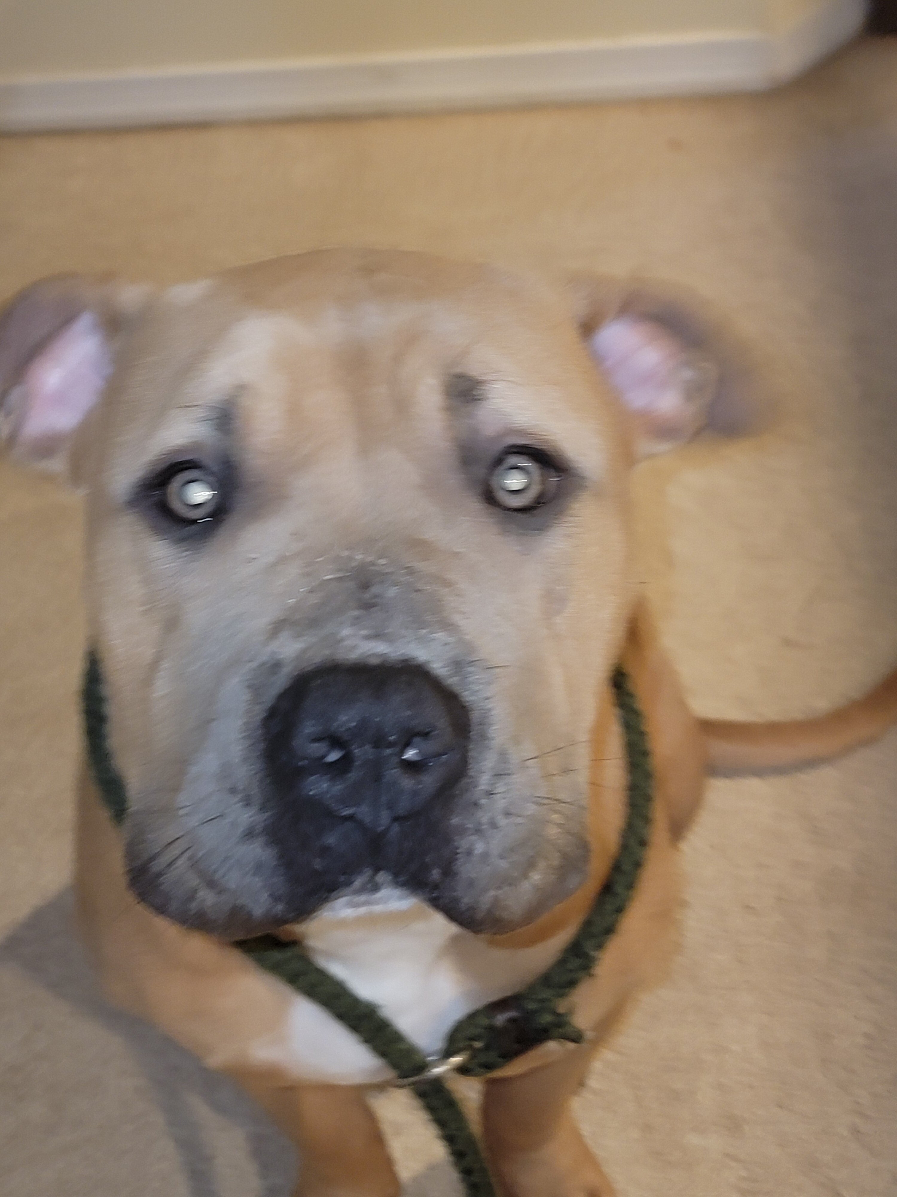 Female Tri XL Bully image 2