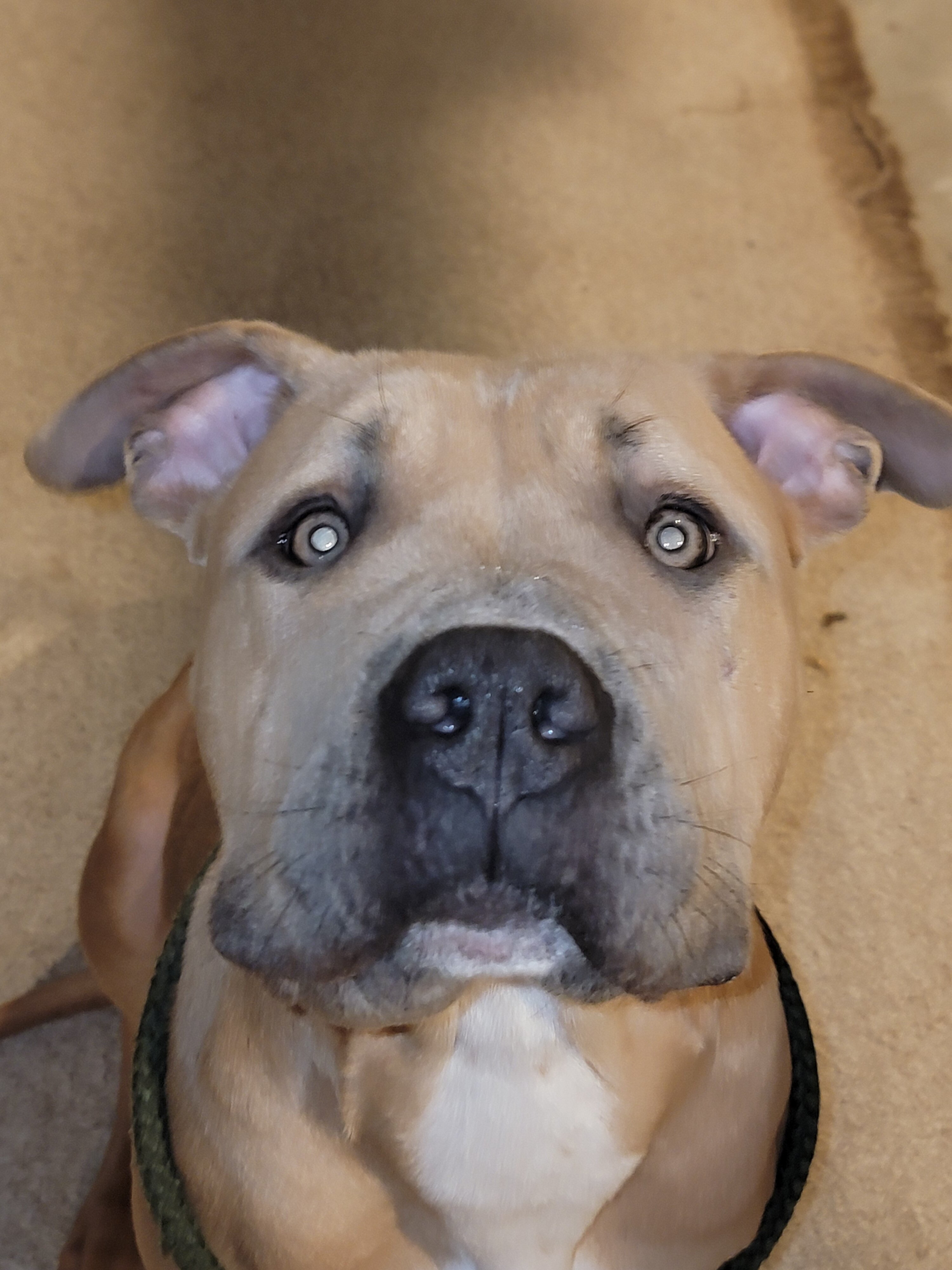 Female Tri XL Bully image 1