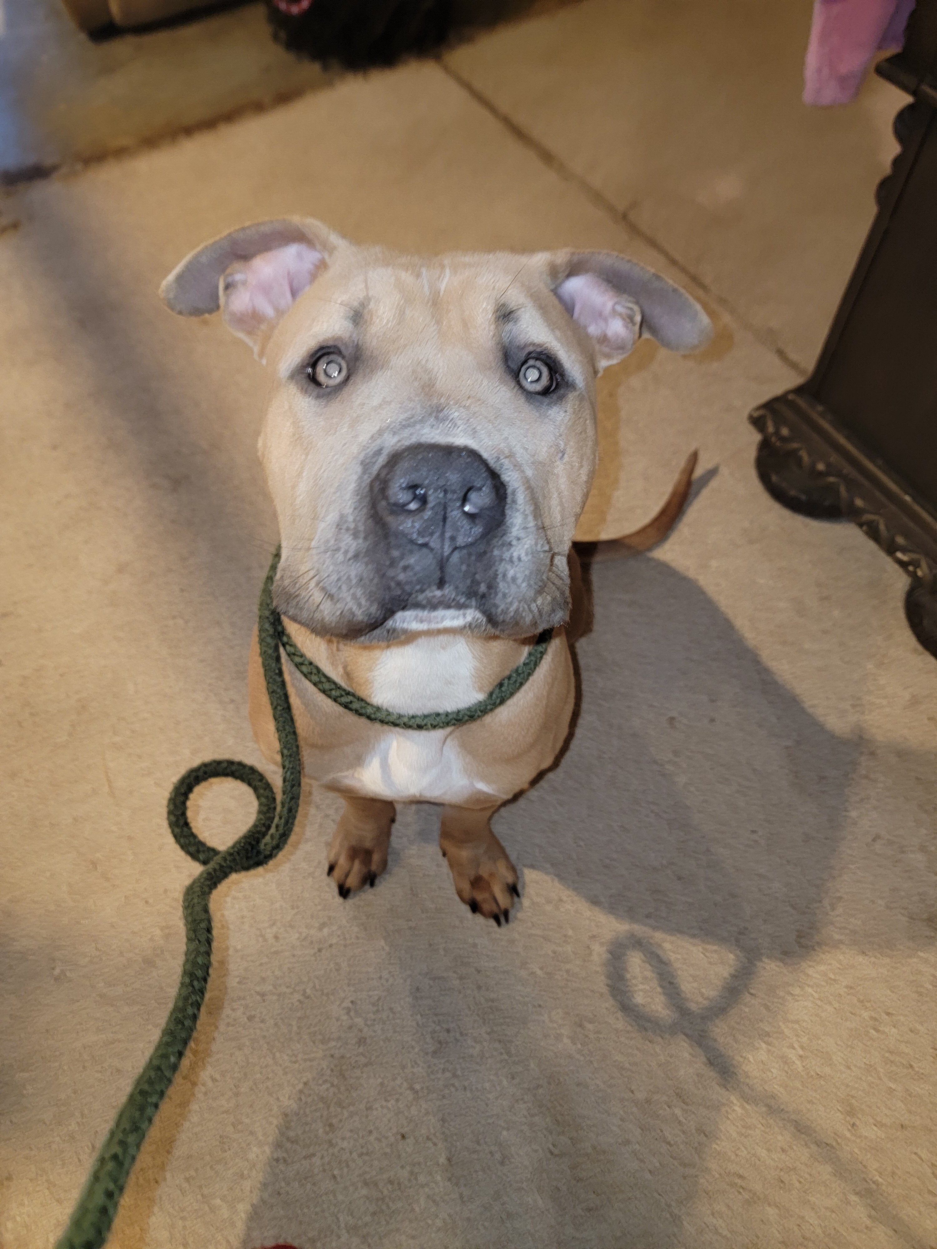 Female Tri XL Bully image 4
