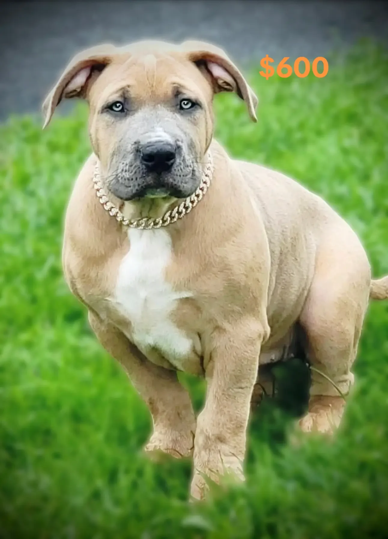Female Tri XL Bully image 3