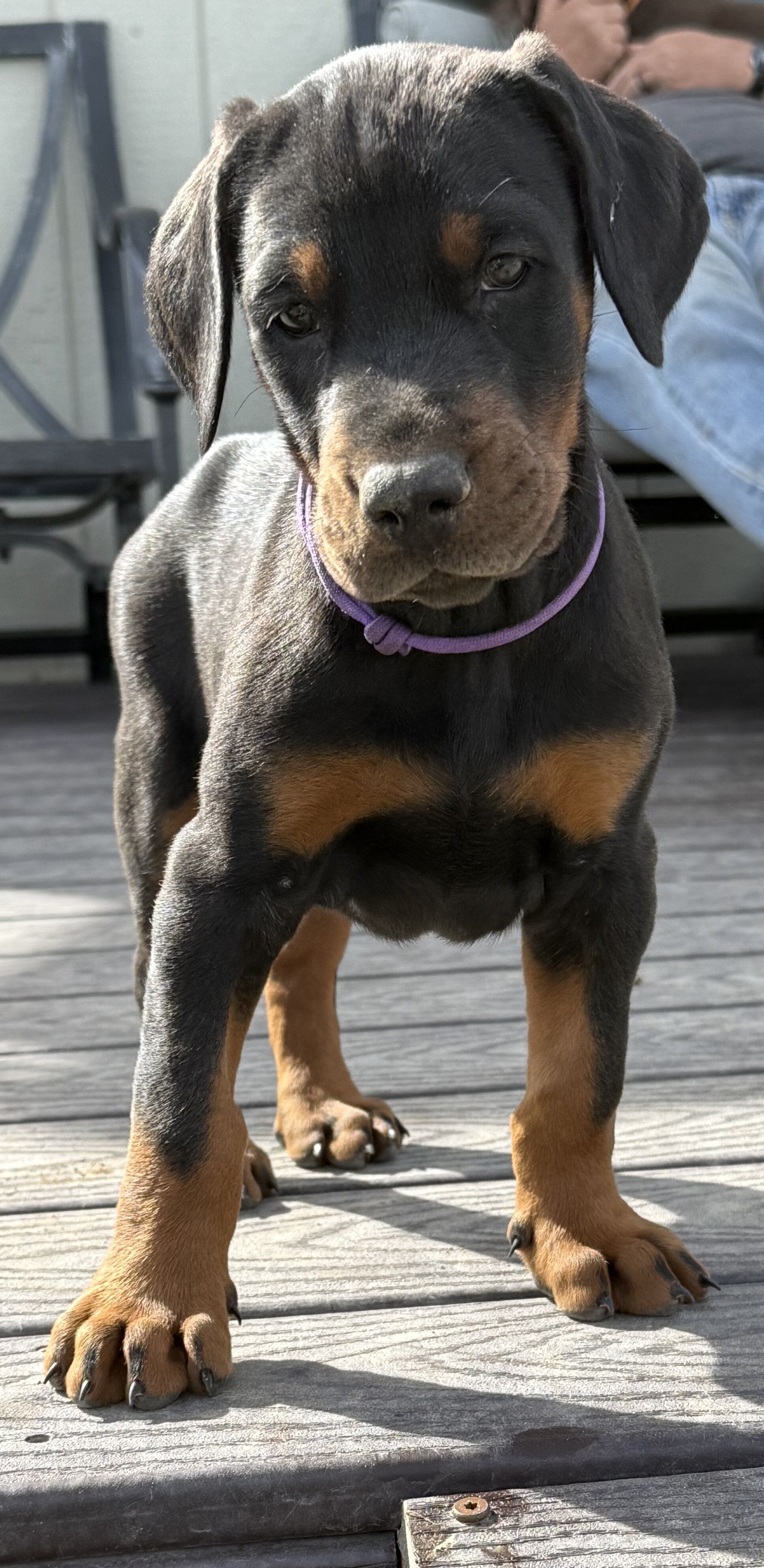 European Doberman Puppies image 1
