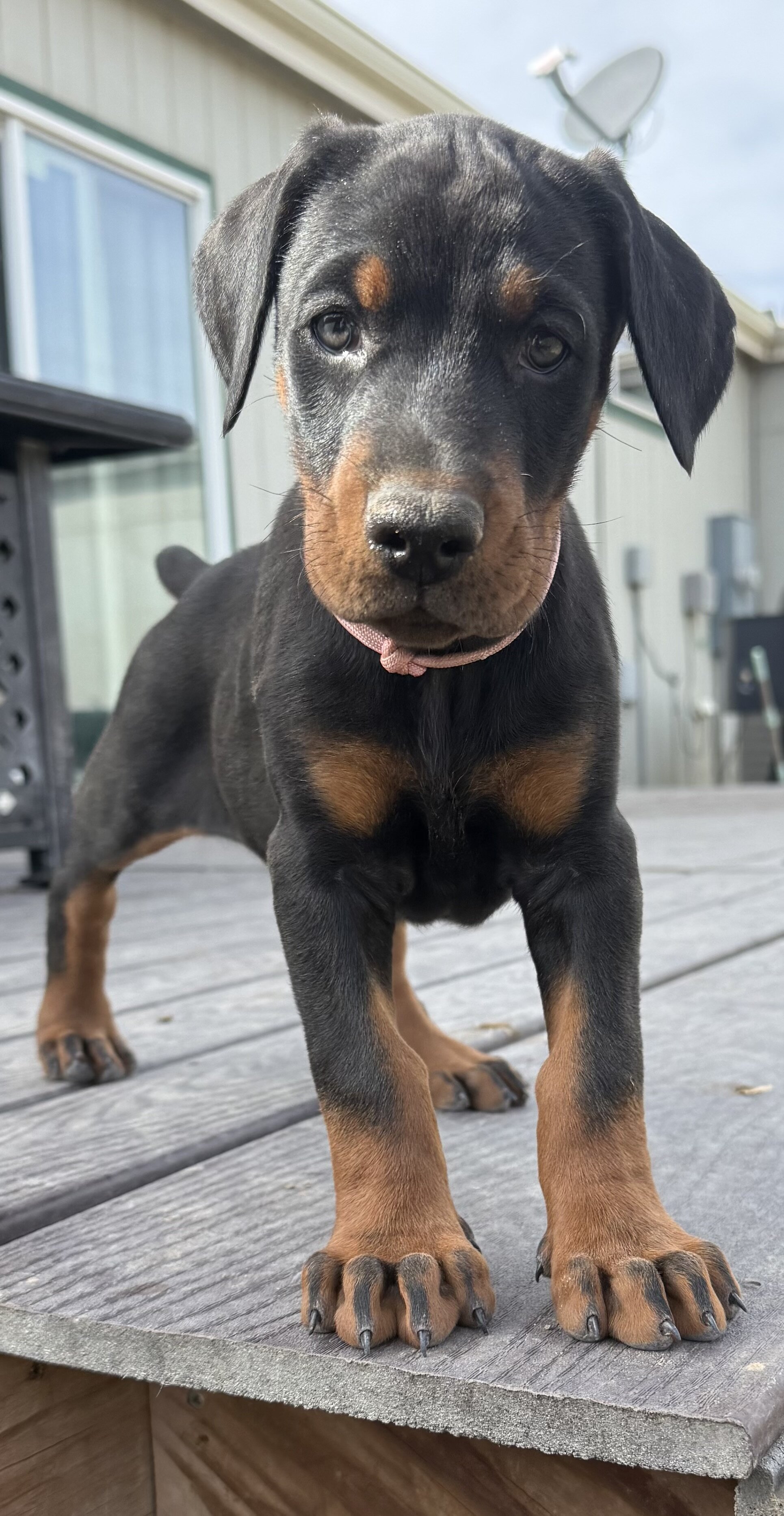 European Doberman Puppies image 2