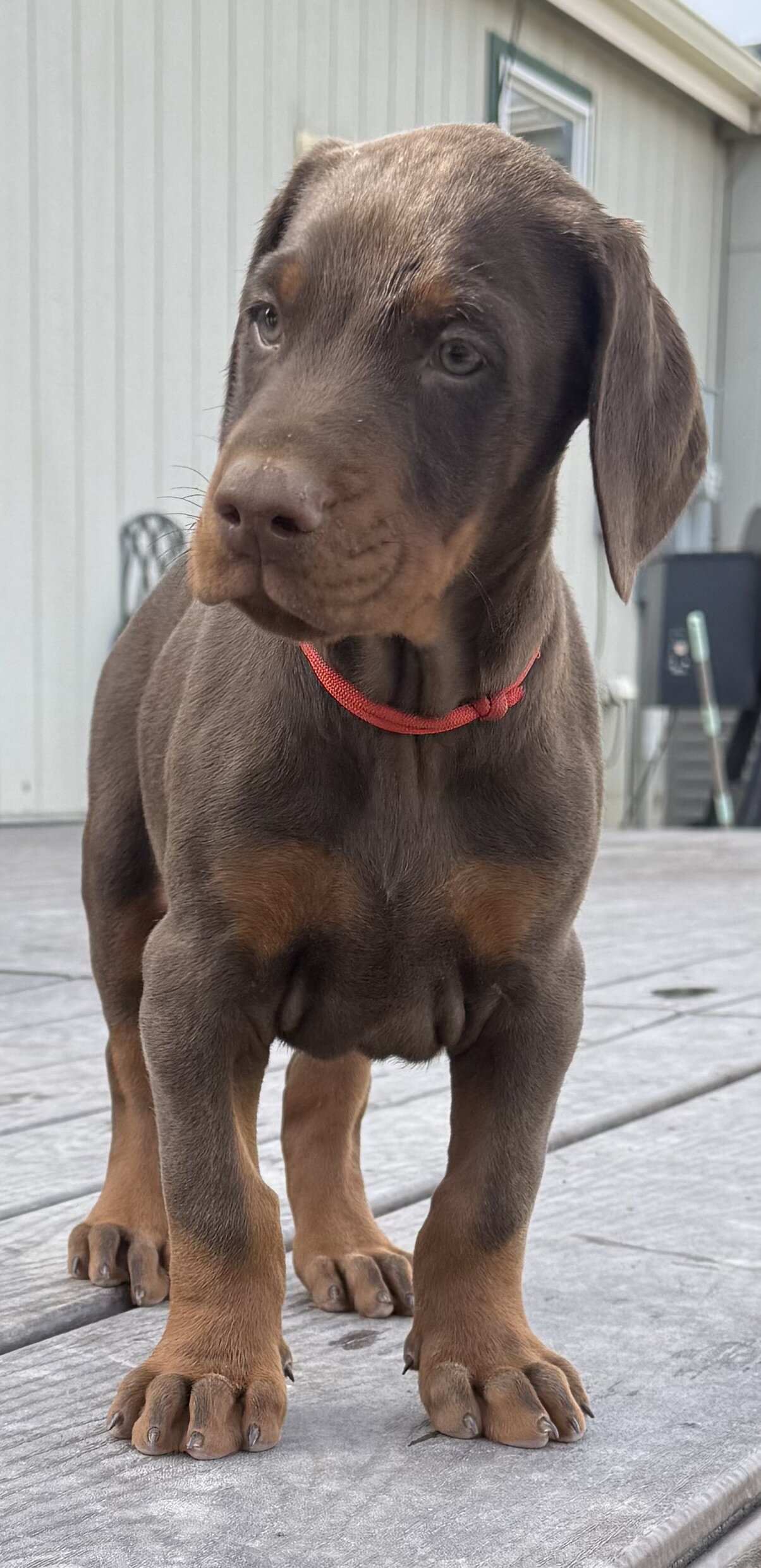 European Doberman Puppies image 4