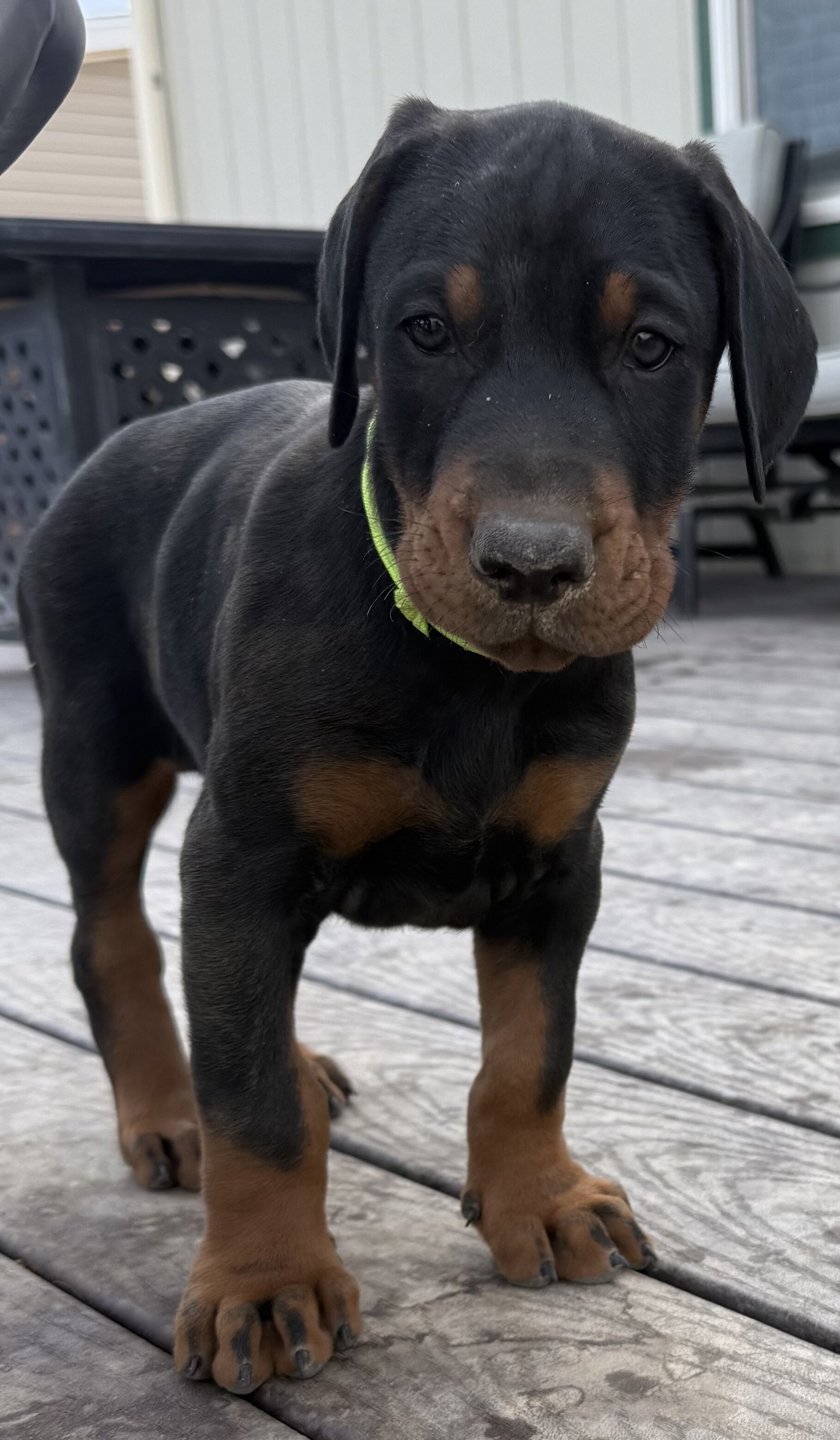 European Doberman Puppies image 3