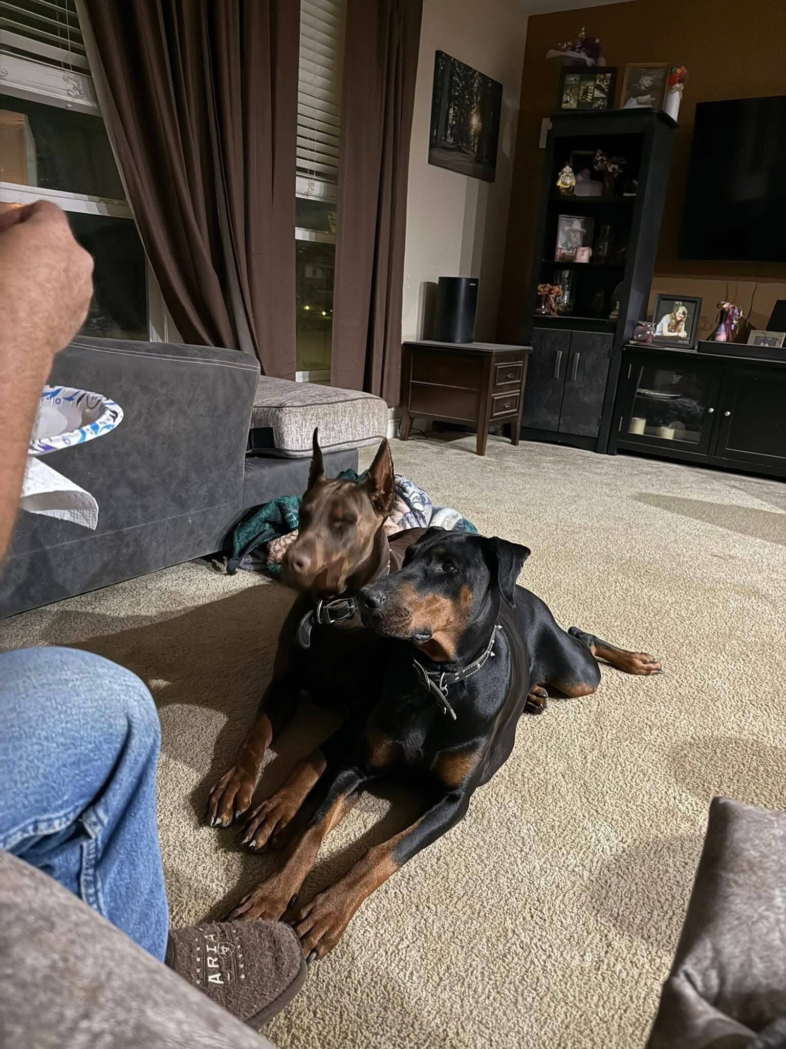 European Doberman Puppies image 5