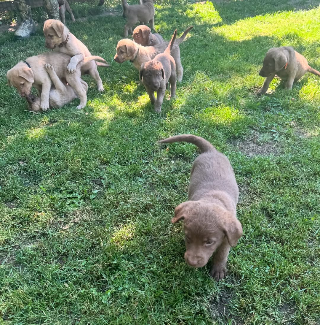 Chesapeake Bay Retriever image 1