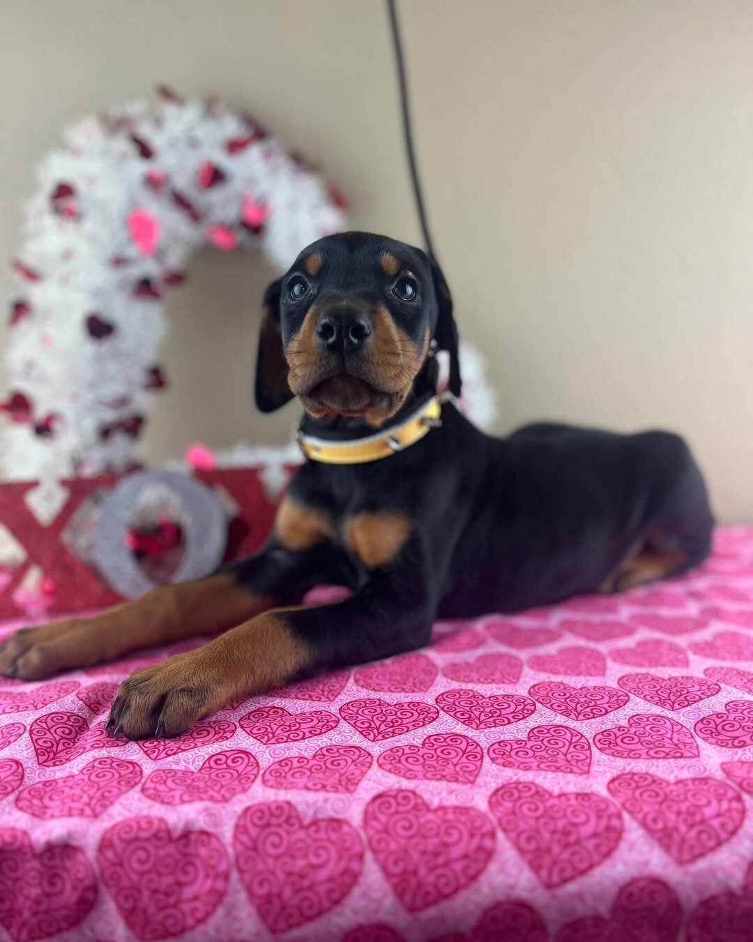 Doberman Pinscher image 1