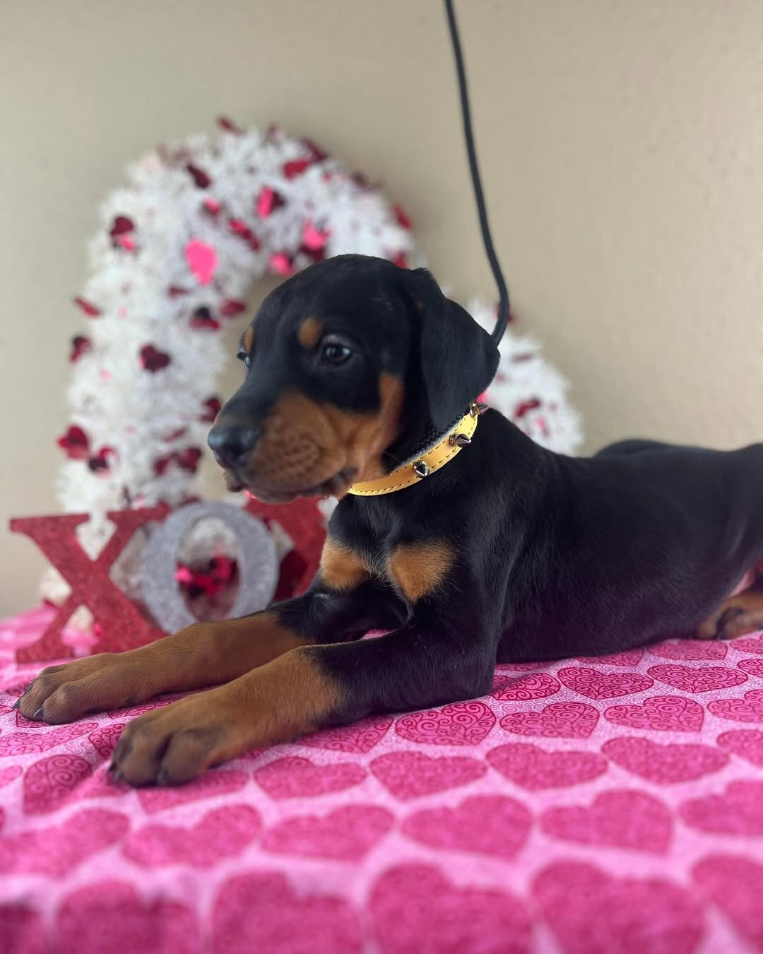 Doberman Pinscher image 2