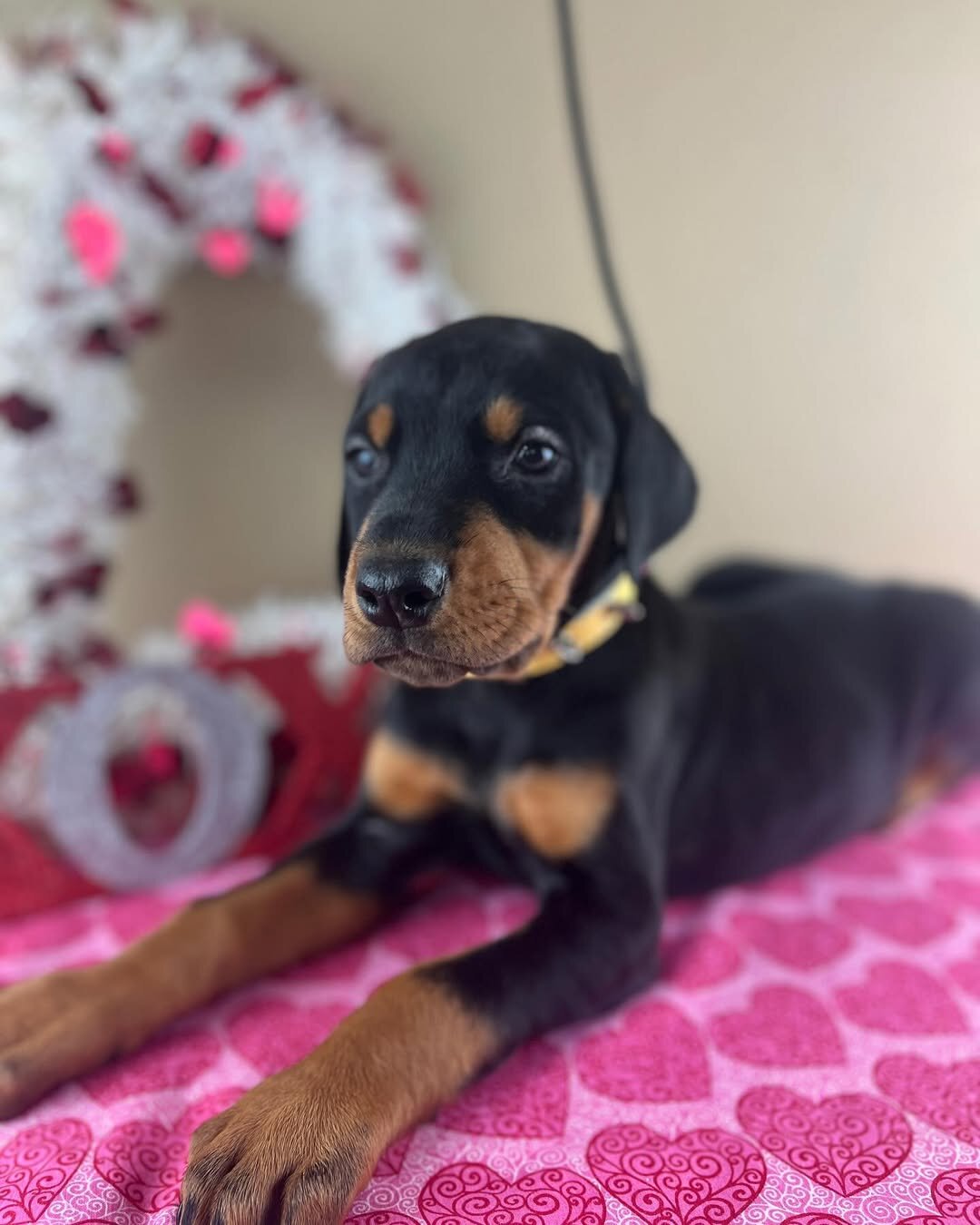 Doberman Pinscher image 3