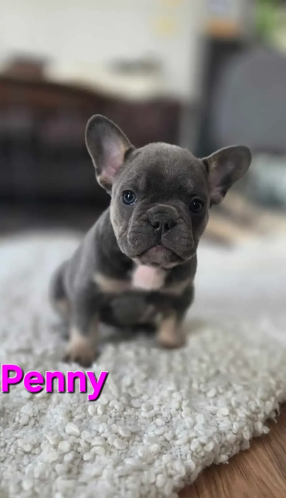 French Bulldog Puppies image 1
