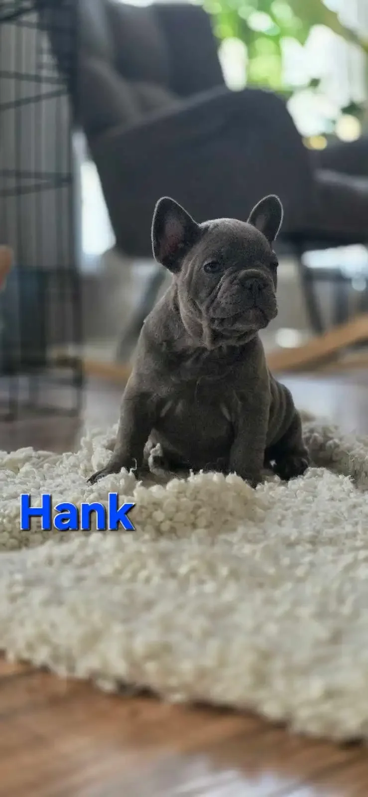 French Bulldog Puppies image 2