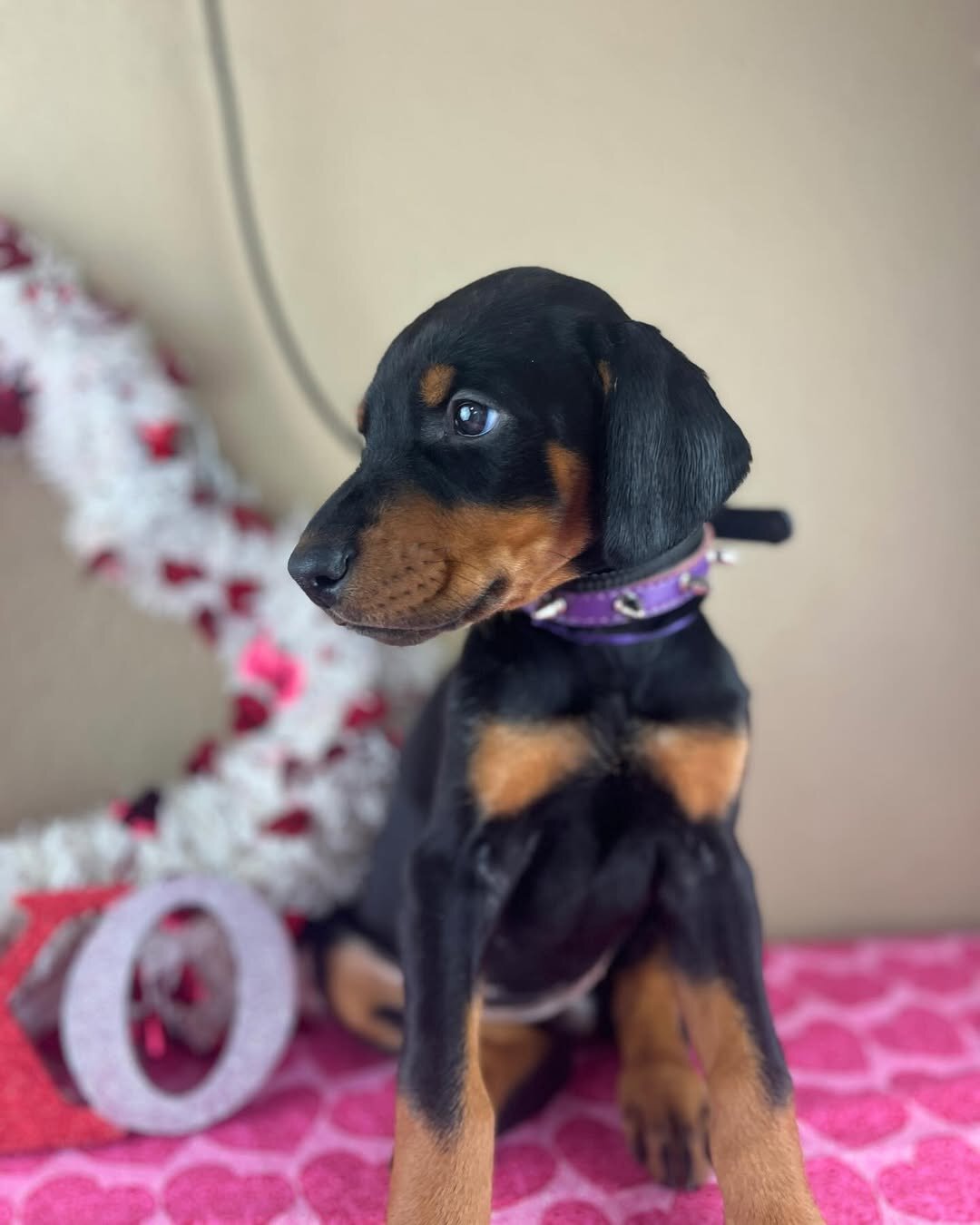 Doberman image 1