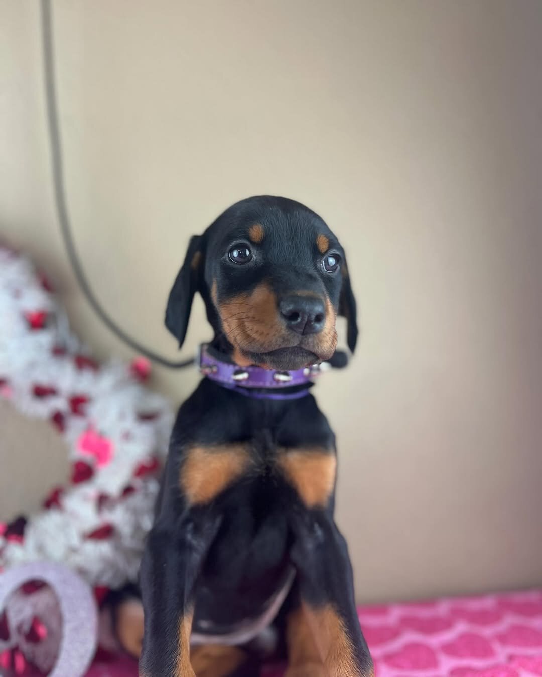 Doberman image 2