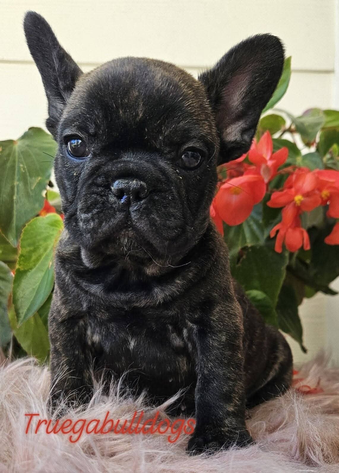 French Bulldog Puppy image 3