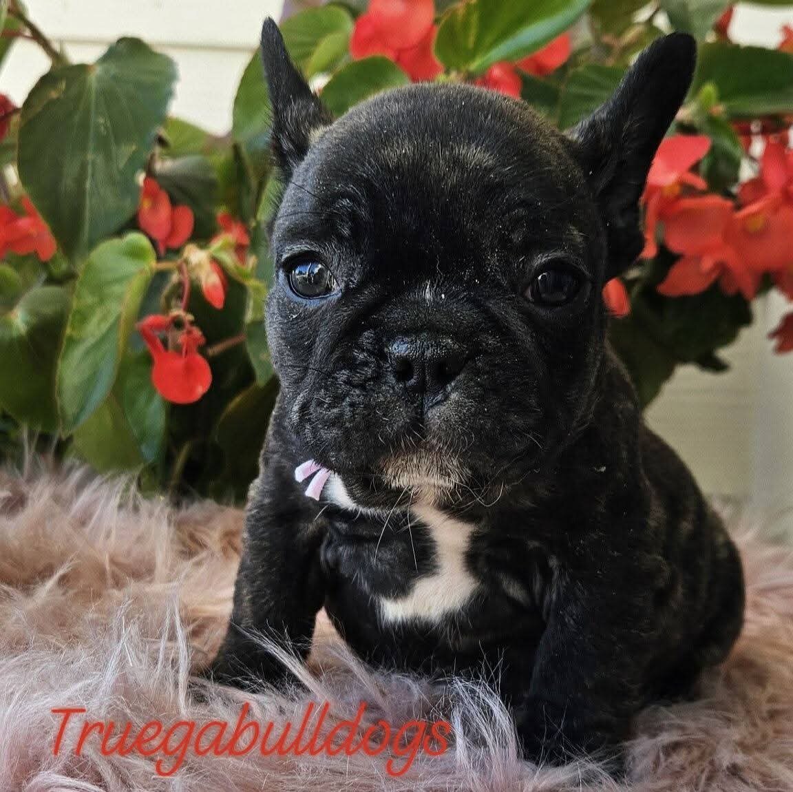 French Bulldog Puppy image 2