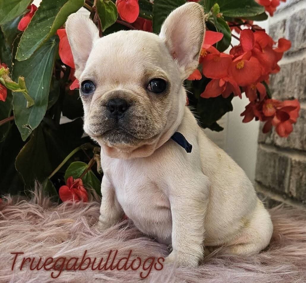 French Bulldog Puppy image 1