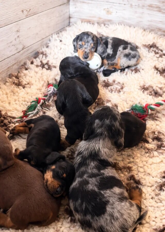 Cute Dachshund puppies image 1
